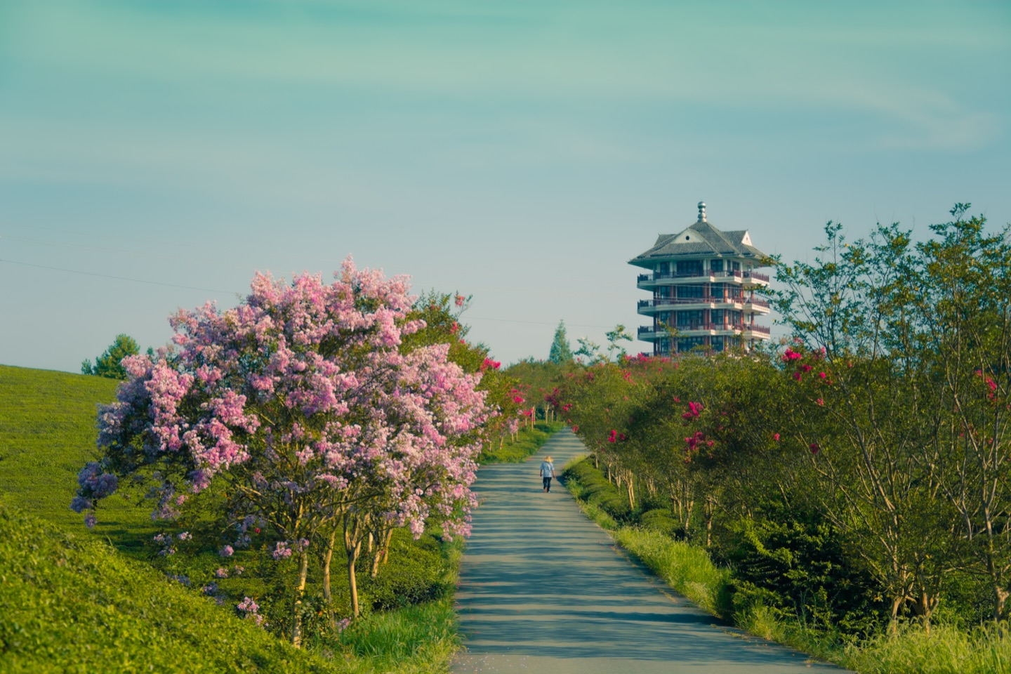 湄潭茶园花径与观海楼